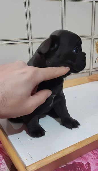 Bulldog francese  | Foto 1