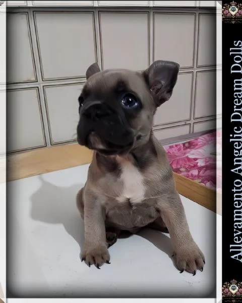 Bulldog francese 