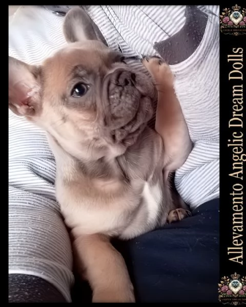 Bulldog francese  | Foto 0
