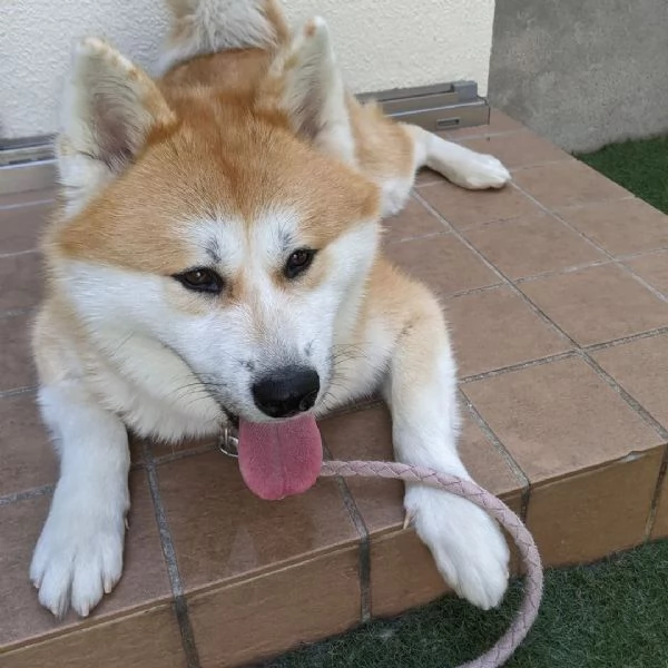 Bellissimi cuccioli di Akita