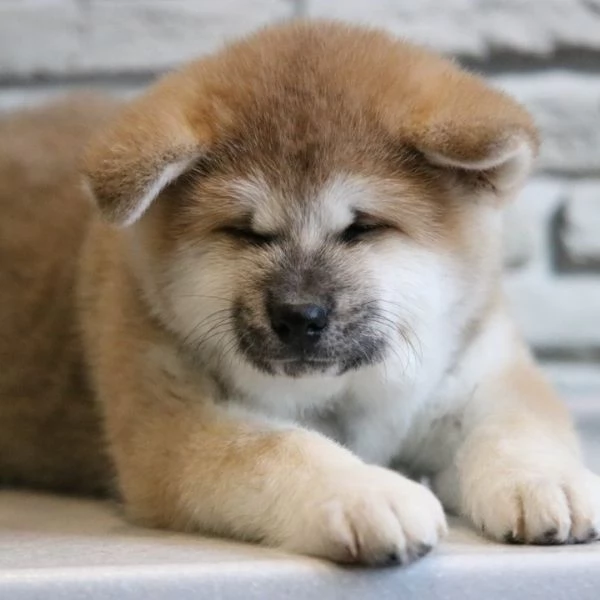 Bellissimi cuccioli di Akita | Foto 1