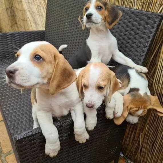 Cuccioli di Beagle. | Foto 2