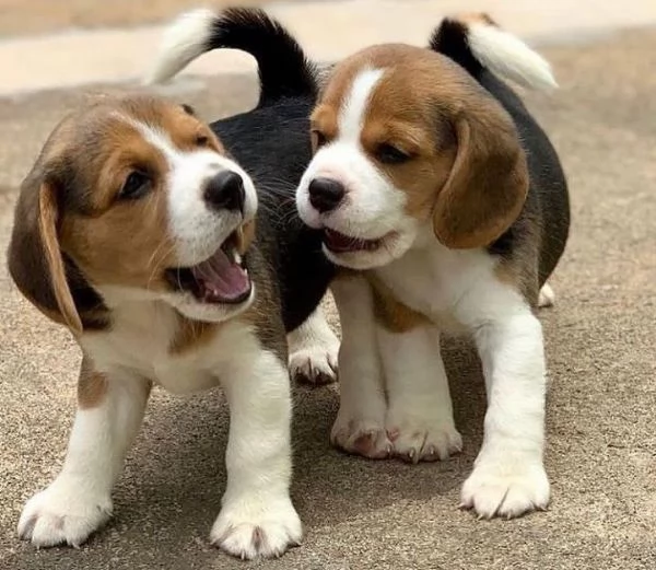 Cuccioli di Beagle.