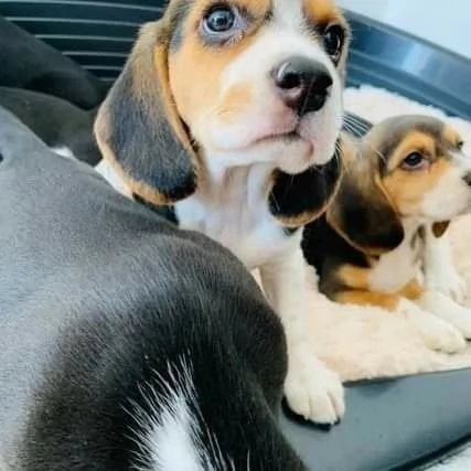 Cuccioli di Beagle. | Foto 0