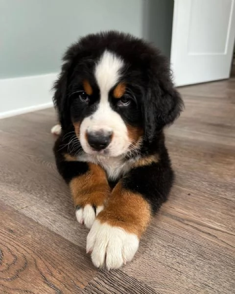 Cuccioli di bovaro del bernese | Foto 1