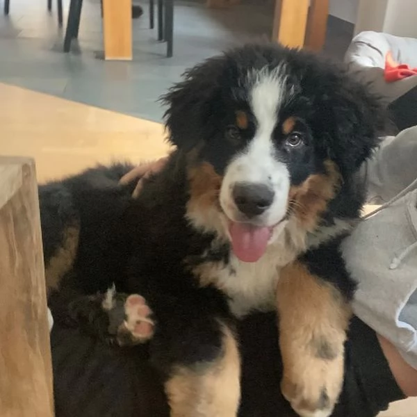 Cuccioli di bovaro del bernese | Foto 0