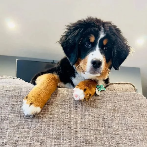 Cuccioli di bovaro del bernese