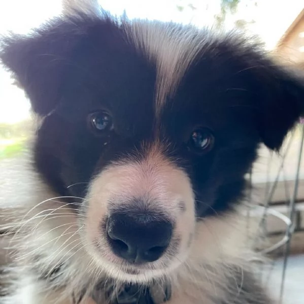 Cuccioli di border collie
