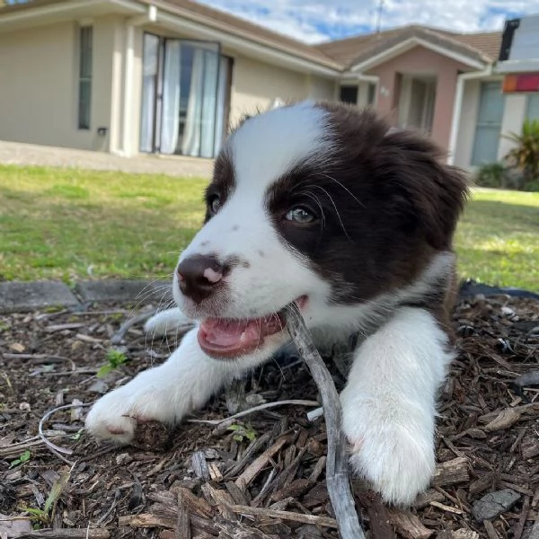 Cuccioli di border collie | Foto 1
