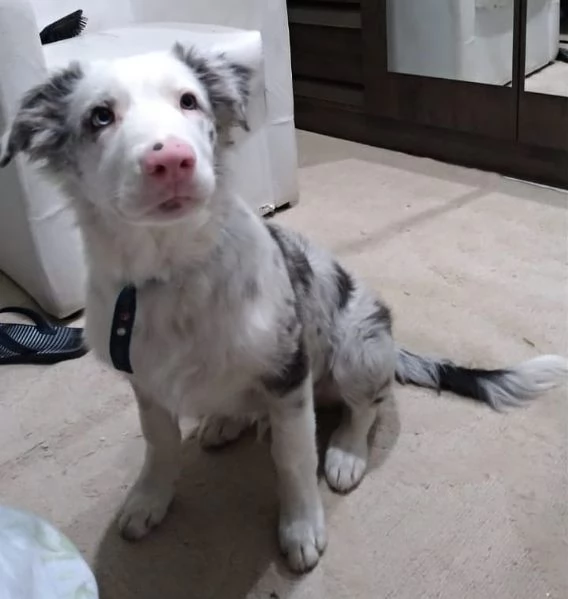 Cuccioli di border collie | Foto 0