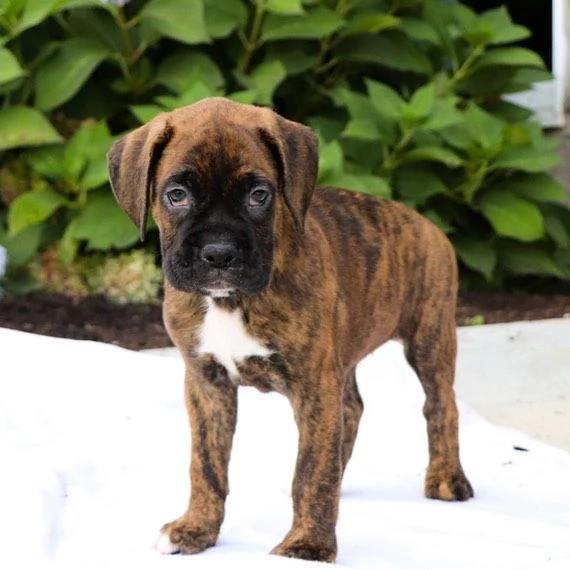 Cuccioli di boxer | Foto 3