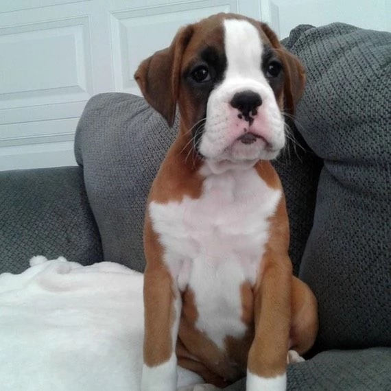 Cuccioli di boxer | Foto 0