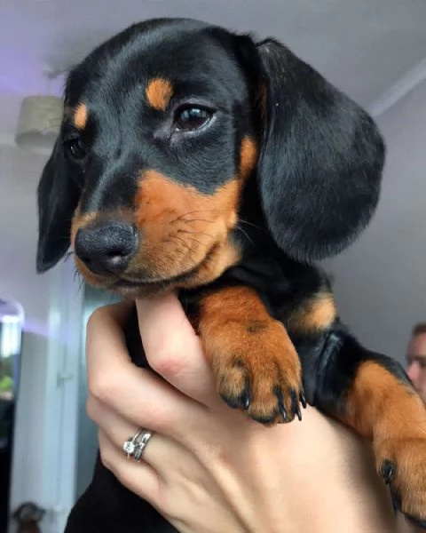 Cuccioli di bassotto | Foto 1