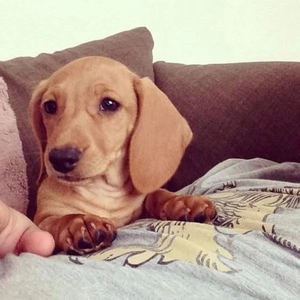 Cuccioli di bassotto | Foto 0