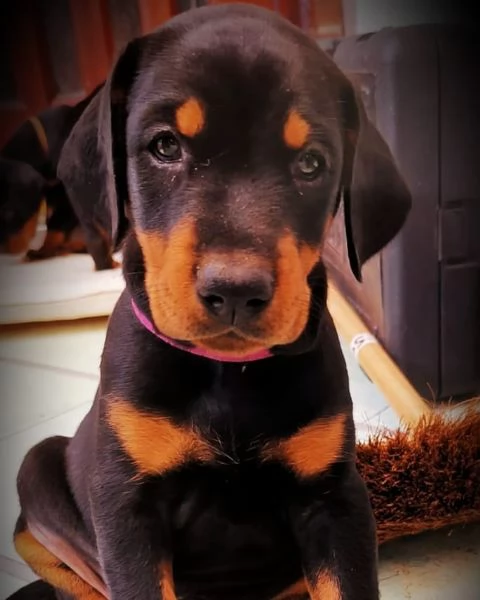 Cuccioli di dobermann | Foto 3