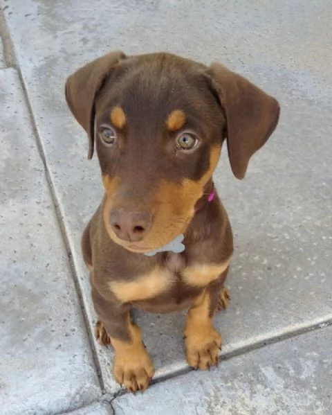 Cuccioli di dobermann | Foto 2