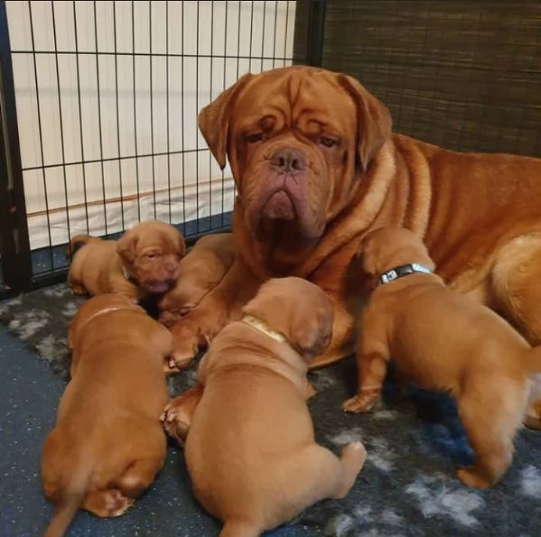 Cuccioli di dogue de bordeaux | Foto 1