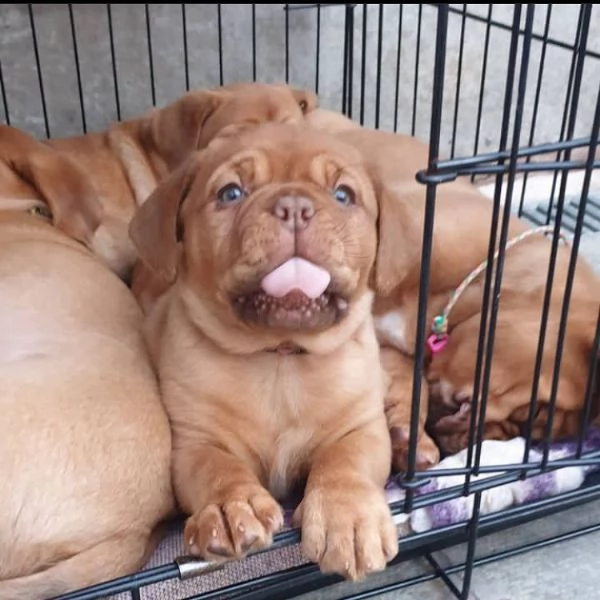 Cuccioli di dogue de bordeaux | Foto 0