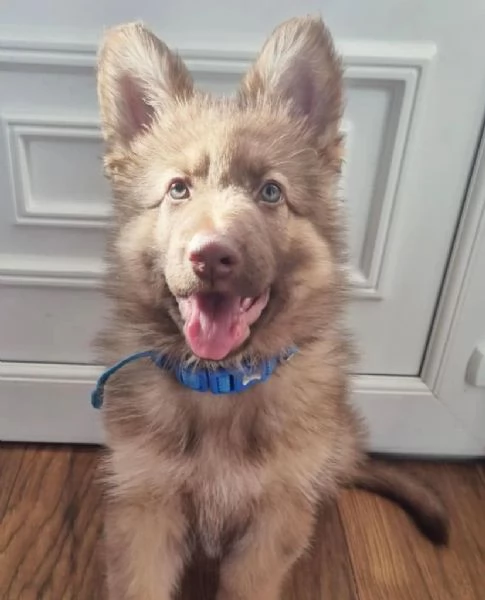 Cuccioli di pastore tedesco