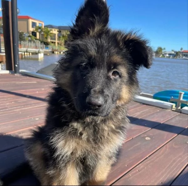 Cuccioli di pastore tedesco | Foto 1