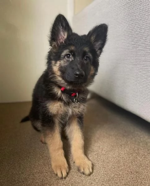 Cuccioli di pastore tedesco | Foto 0