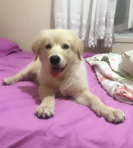 Cuccioli di Golden Retriever
