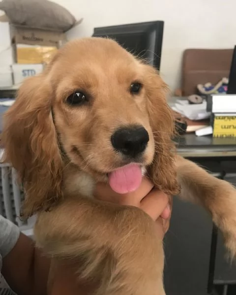 Cuccioli di Golden Retriever | Foto 0