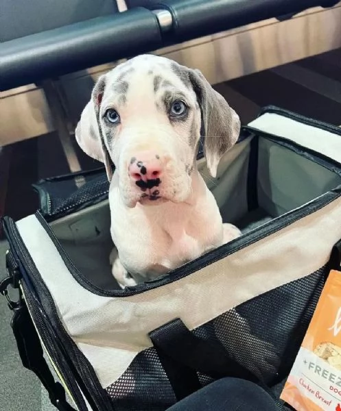 Cuccioli di alano | Foto 0