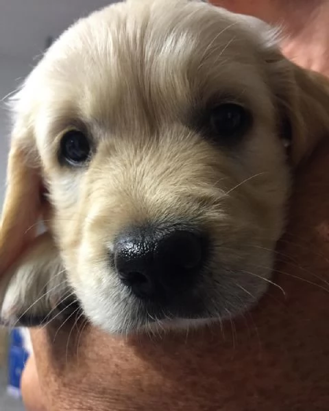 Cuccioli di labrador retriever | Foto 3