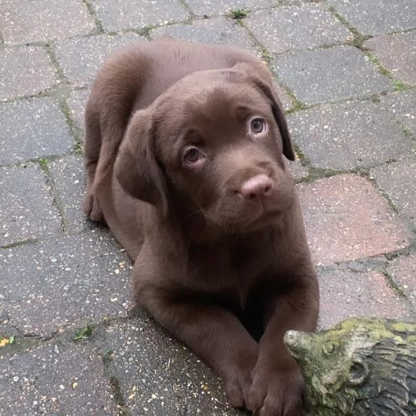 Cuccioli di labrador retriever | Foto 2