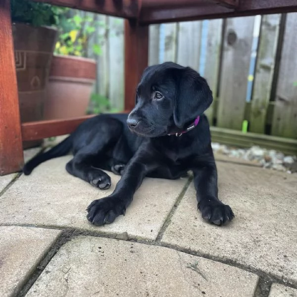 Cuccioli di labrador retriever | Foto 0