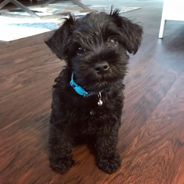 cuccioli di schnauzer nano