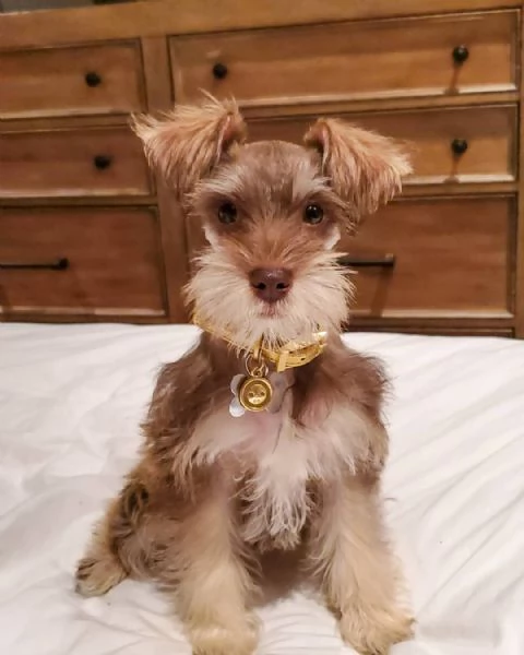 cuccioli di schnauzer nano | Foto 2