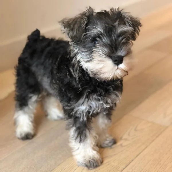 cuccioli di schnauzer nano | Foto 1