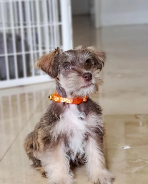 cuccioli di schnauzer nano | Foto 0