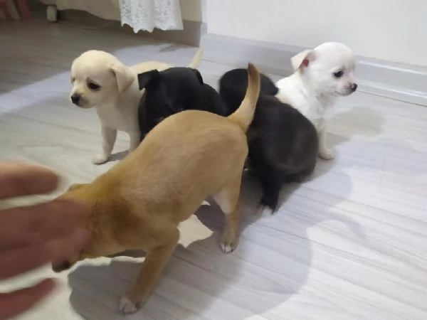 Cuccioli di chihuahua maschi e femmine | Foto 2