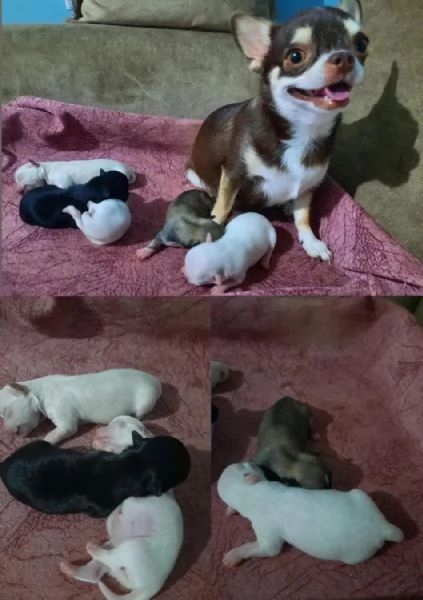 Cuccioli di chihuahua maschi e femmine | Foto 1