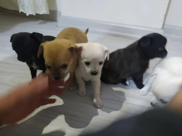 Cuccioli di chihuahua maschi e femmine