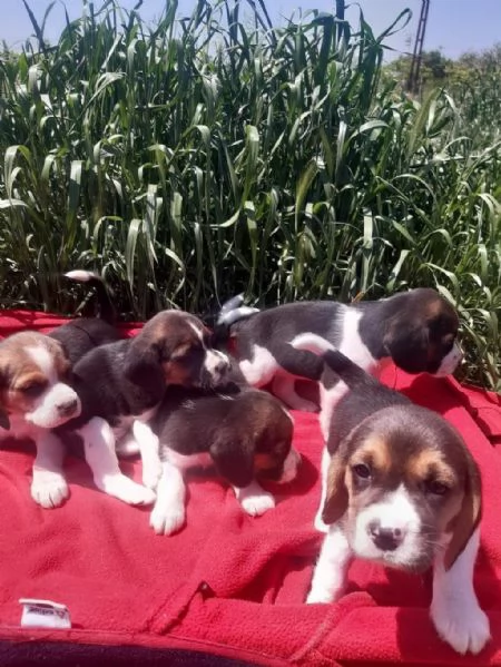 Regalo cuccioli beagle | Foto 0