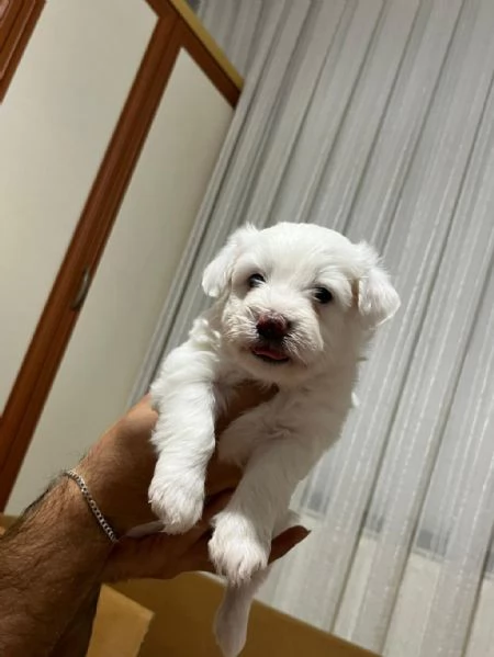 Regalo cuccioli maltesi | Foto 0