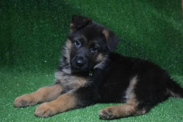 Regalo cuccioli Pastore tedesco