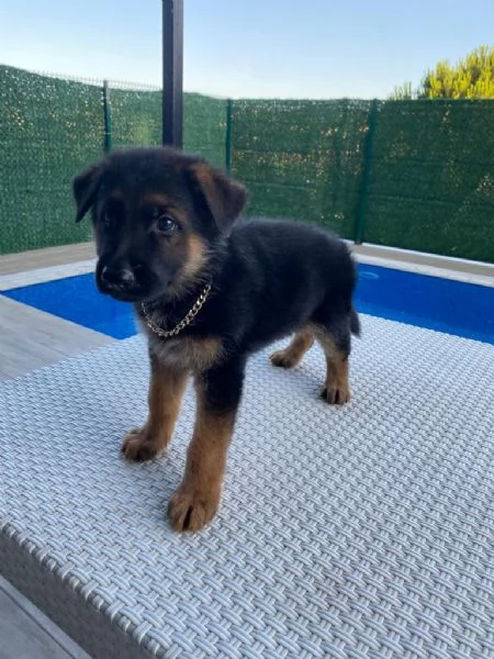 Regalo cuccioli Pastore tedesco | Foto 2