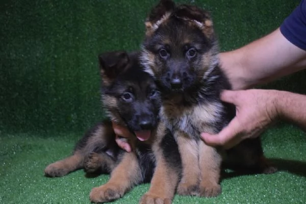 Regalo cuccioli Pastore tedesco | Foto 1