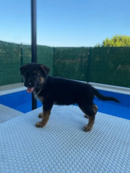 Regalo cuccioli Pastore tedesco | Foto 0