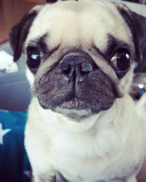 cuccioli di carlino | Foto 2