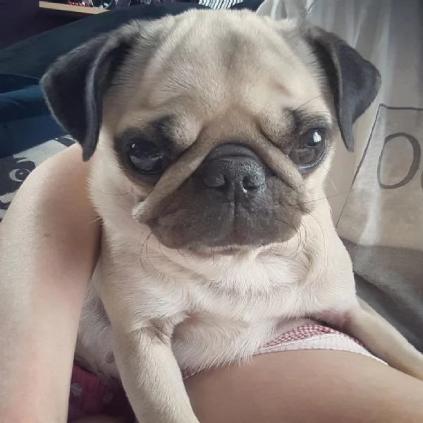 cuccioli di carlino | Foto 1