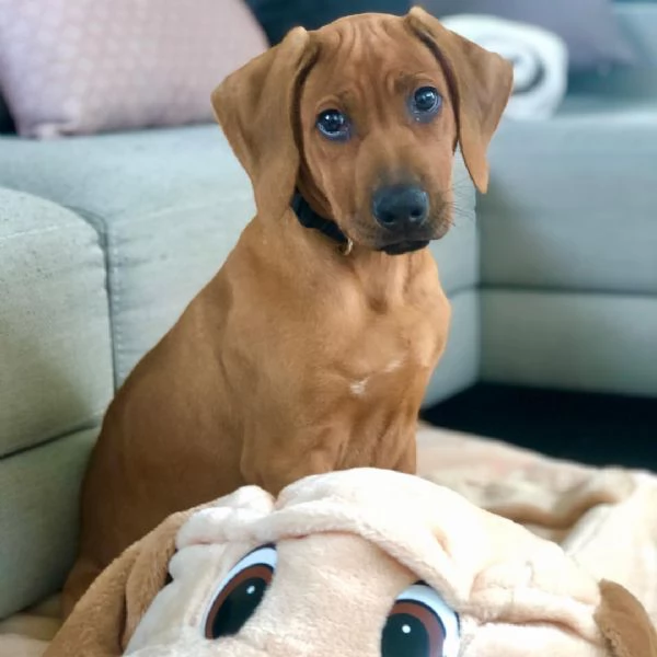 Cuccioli di Rhodesian Ridgeback | Foto 5