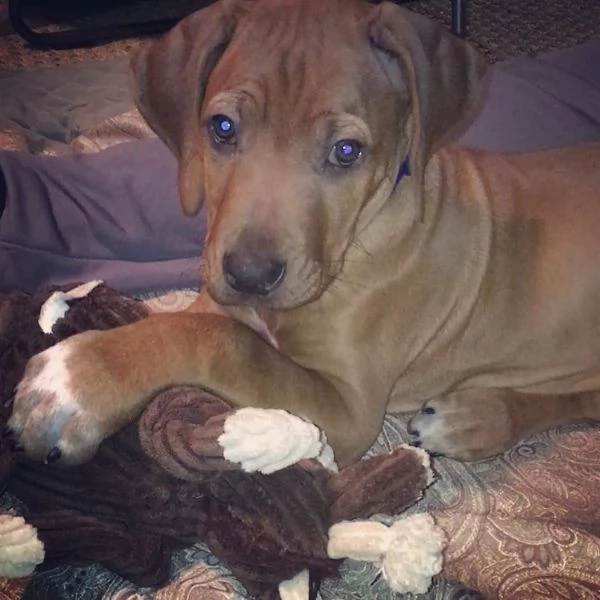 Cuccioli di Rhodesian Ridgeback