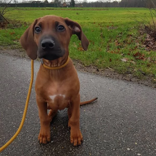 Cuccioli di Rhodesian Ridgeback | Foto 4
