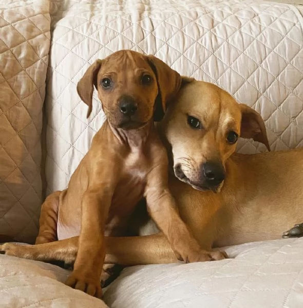 Cuccioli di Rhodesian Ridgeback | Foto 3